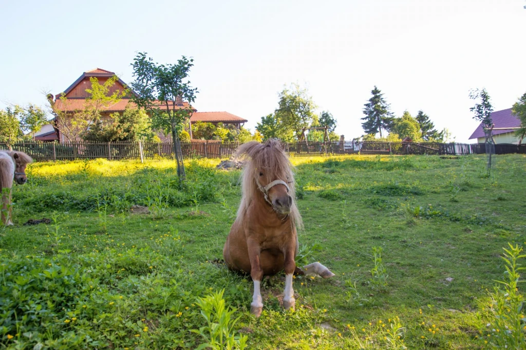 Ladanj kod strica - Agroturizam
