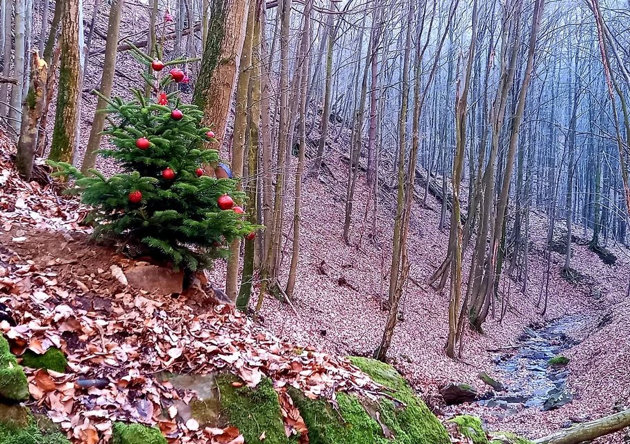 Planinarenje - Kružni put po Moslavačkoj gori - PD Yeti
